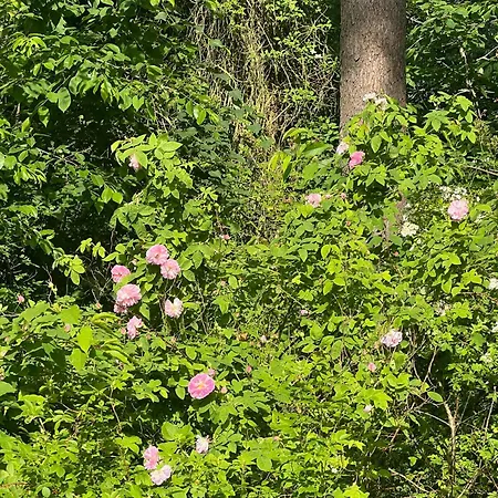 Wonderfull House By Liseleje * Melby